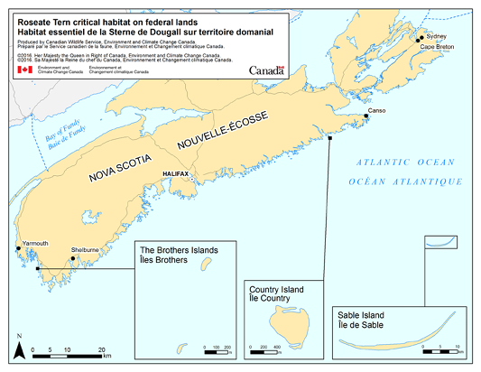 Carte montrant les îles où l’habitat essentiel de la Sterne de Dougall a été désigné sur le territoire domanial et dans les eaux domaniales. Les îles North Brother et South Brother sont des îles inhabitées près de Pubnico, sur la côte ouest de la Nouvelle-Écosse. L‘île Country est aussi inhabitée et est située sur la côte sud-est de la Nouvelle-Écosse. L‘île de Sable se trouve à 161 km au large des côtes de Canso, en Nouvelle-Écosse.